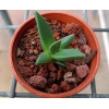 Faucaria Tigrina - Plant